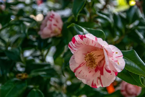Peony 4K Wallpaper · flowers · 3840×2560