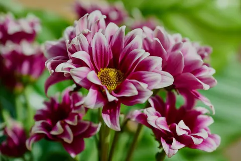 Peony 4K Wallpaper · flowers · 3840×2560