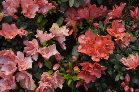Şakayık 4K Duvar Kağıdı · flowers · 3840×2560