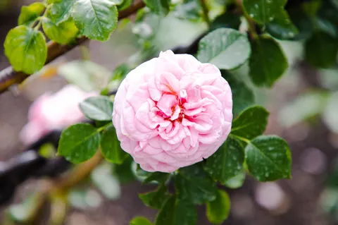 Peony 4K Wallpaper · flowers · 3840×2547