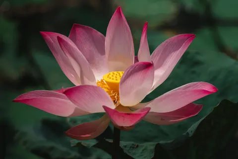 Lotus 4K Wallpaper · flowers · 3840×2561