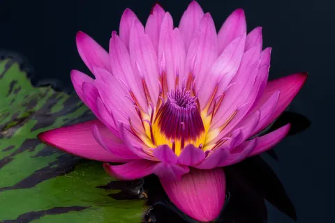 Lotus 4K Wallpaper · flowers · 3840×2560