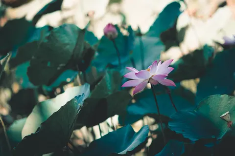 Fond d'écran Lotus 4K · flowers · 3840×2560