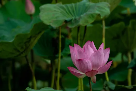 Lotus 4K Wallpaper · flowers · 3840×2560