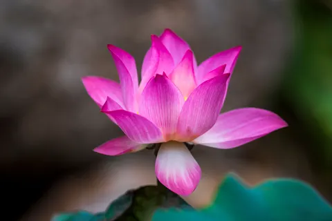 Lotus 4K Wallpaper · flowers · 3840×2563