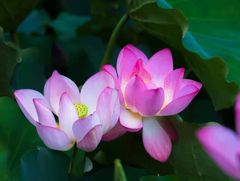 Lotus 4K Wallpaper · flowers · 3840×2892