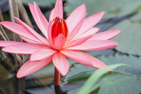 Lotus 4K Wallpaper · flowers · 3840×2560