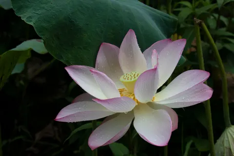 Lotus 4K Wallpaper · flowers · 3840×2560