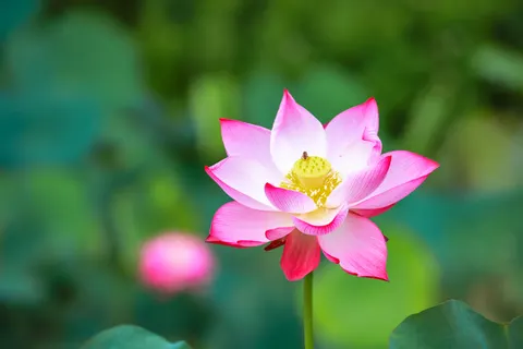 Lotus 4K Wallpaper · flowers · 3840×2560