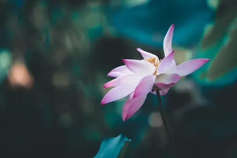 Lotus 4K Wallpaper · flowers · 3840×2560