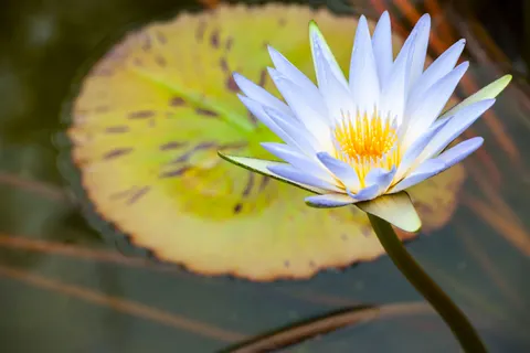 Lotus 4K Wallpaper · flowers · 3840×2560