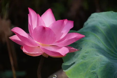 Lotus 4K Wallpaper · flowers · 3840×2560