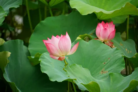 莲花 4K壁纸 · flowers · 3840×2560