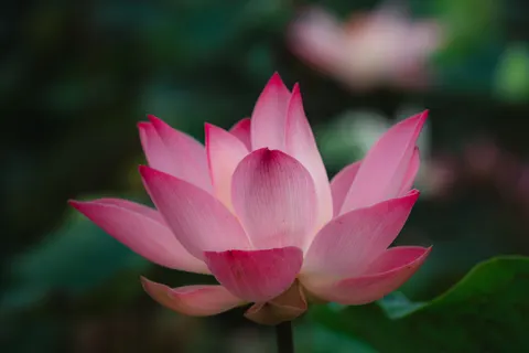 Lotus 4K Wallpaper · flowers · 3840×2561