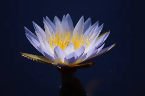 Lotus 4K Wallpaper · flowers · 3840×2560