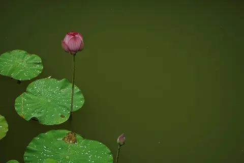 Lotus 4K Wallpaper · flowers · 3840×2560