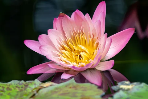 Lotus 4K Wallpaper · flowers · 3840×2560