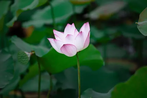 Lotus 4K Wallpaper · flowers · 3840×2560