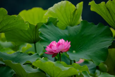Lotus 4K Wallpaper · flowers · 3840×2560