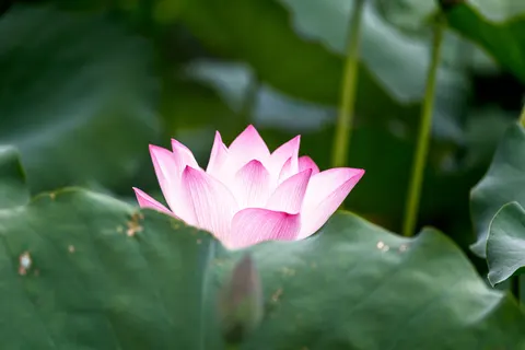 Lotus 4K Wallpaper · flowers · 3840×2560