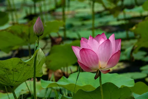 Sfondo Fiore di loto 4K · flowers · 3840×2560