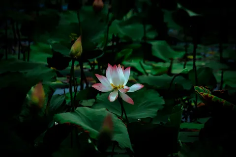 Lotus 4K Wallpaper · flowers · 3840×2560