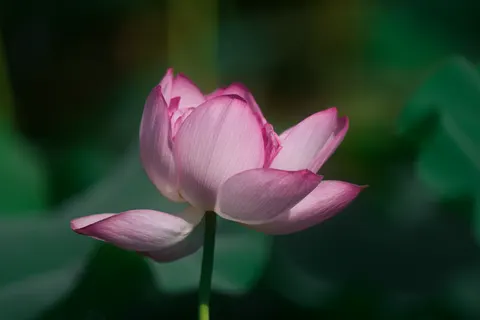 Lotus 4K Wallpaper · flowers · 3840×2560