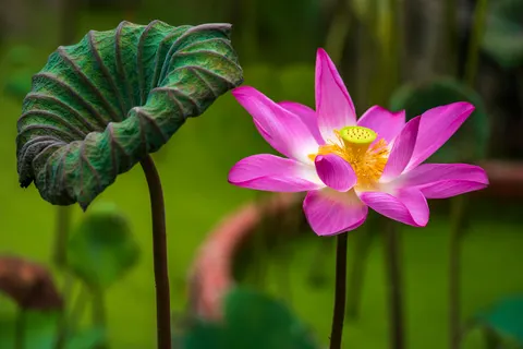 Lotus 4K Wallpaper · flowers · 3840×2563