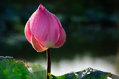 Lotus 4K Wallpaper · flowers · 3840×2563
