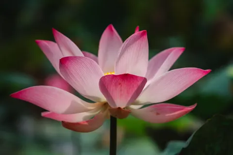 Lotus 4K Wallpaper · flowers · 3840×2561