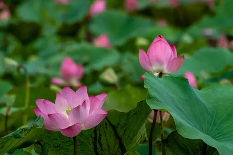 Lotus 4K Wallpaper · flowers · 3840×2560