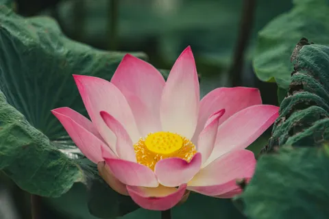Lotus 4K Wallpaper · flowers · 3840×2561