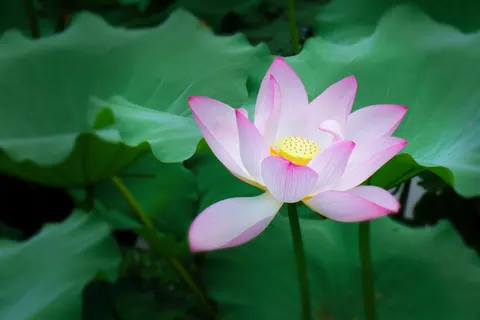 Lotus 4K Wallpaper · flowers · 3840×2560