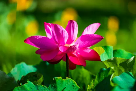 연꽃 4K 배경화면 · flowers · 3840×2563