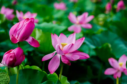 Tapeta Lotos 4K · flowers · 3840×2563