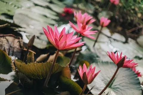 Обои Лотос 4K · flowers · 3840×2560