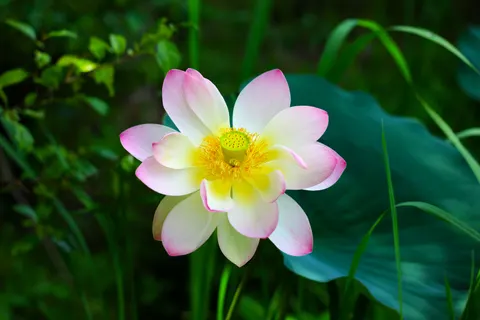 Lotus 4K Wallpaper · flowers · 3840×2560