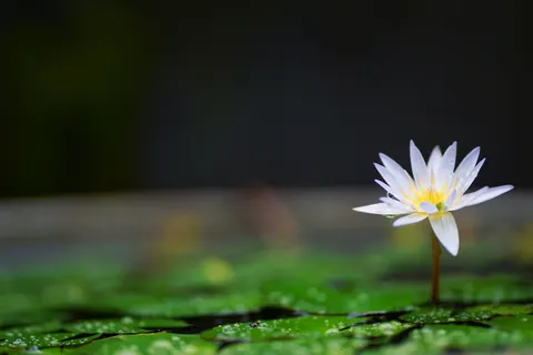 Lotus 4K Wallpaper · flowers · 3840×2560