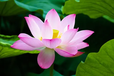والپیپر نیلوفر آبی با کیفیت 4K · flowers · 3840×2560