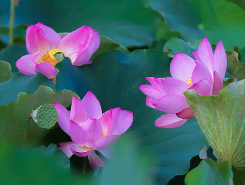 Lotus 4K Wallpaper · flowers · 3840×2892