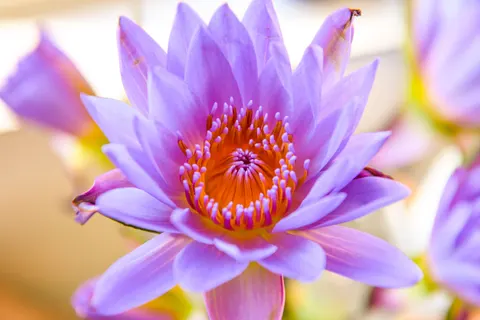 Fondo de pantalla Loto 4K · flowers · 3840×2560