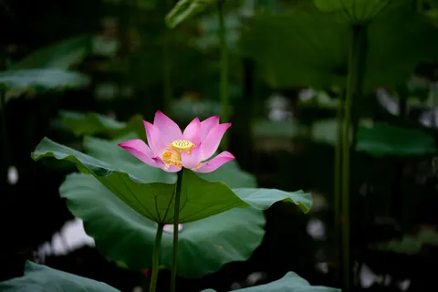 Lotus 4K Wallpaper · flowers · 3840×2560