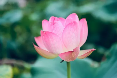 Lotus 4K Wallpaper · flowers · 3840×2555