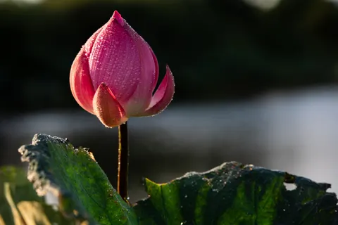 Lotus 4K Hintergrundbild · flowers · 3840×2563