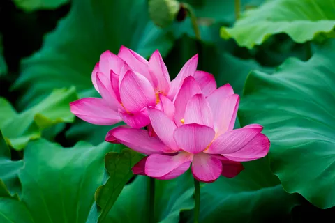 Lotus 4K Wallpaper · flowers · 3840×2563
