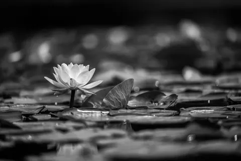 Lotus 4K Hintergrundbild · flowers · 3840×2563