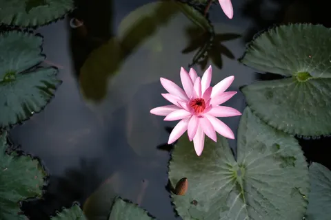 Lotus 4K Wallpaper · flowers · 3840×2560