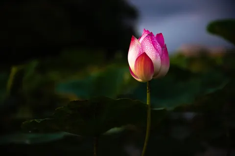 Lotus 4K Wallpaper · flowers · 3840×2563