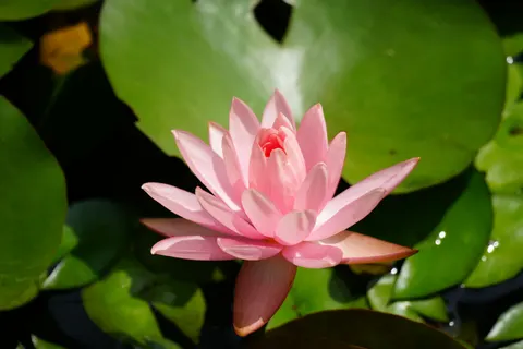 Lotus 4K Wallpaper · flowers · 3840×2560