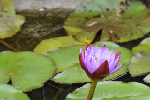 Lotus 4K Wallpaper · flowers · 3840×2560